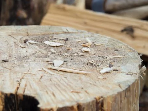 He sawed a light tree on which chips from a tree lie. Stock Photos