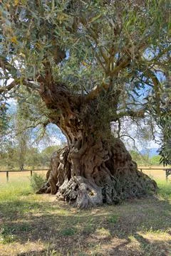 He secular olive tree Sa Reina (in Sardinian "the queen") in the park of 'Sor Stock Photos