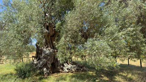 He secular olive tree Sa Reina (in Sardinian "the queen") in the park of 'Sor Stock Photos