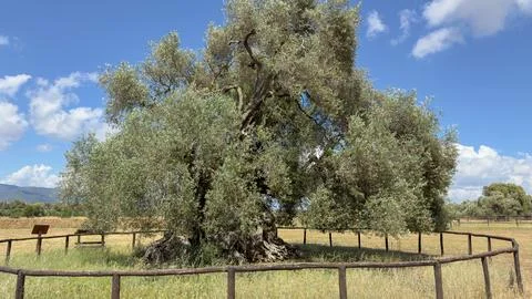 He secular olive tree Sa Reina (in Sardinian "the queen") in the park of 'Sor Stock Photos