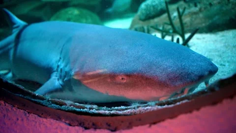 He shark is looking at the camera Aquaria KLCC Stock-Footage 315685629