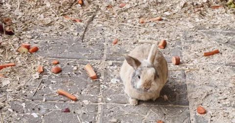 He Slow Walk of the Gray Hare: A Tale of Patience and Serenity 動画素材 240466616