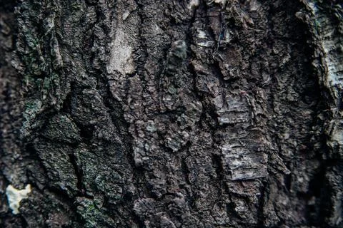 He texture of the tree bark. Tree in the park close-up. Stock Photos