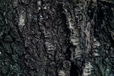 He texture of the tree bark. Tree in the park close-up. Stock Photos