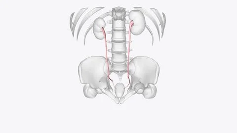 He ureters are two thick tubes which act to transport urine from the kidney t Stock Illustration