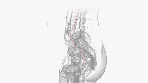 He ureters are two thick tubes which act to transport urine from the kidney t Stock Illustration