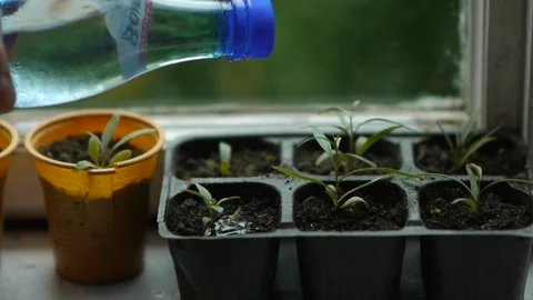 He watered seedlings in flower pots with a water bottle Stock Footage 166458532
