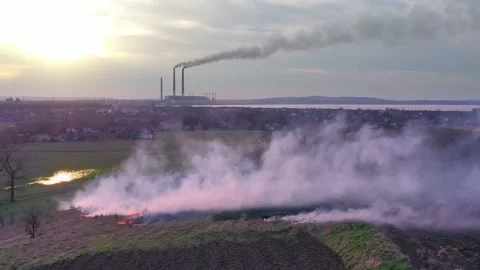 He windfall in a wild forest Stock Footage 170794497