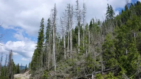 He windfall in a wild forest Stock Footage 170799422