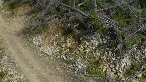 He windfall in a wild forest Stock Footage 170799481