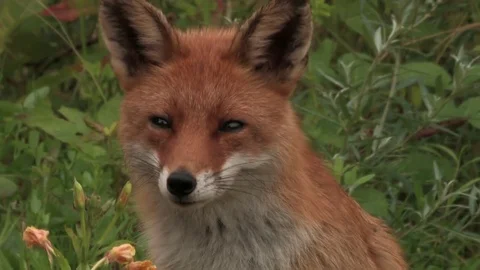 Head of an adult red fox, looking into camera - wildlife - HD stock video Stock Footage