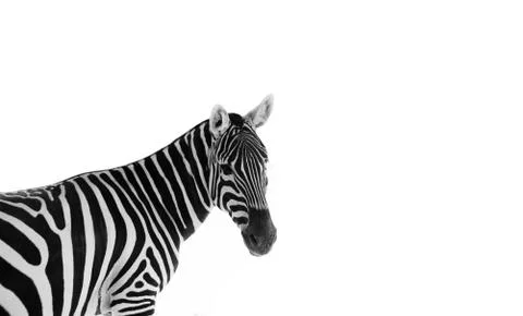 Head of an alert zebra Foto stock