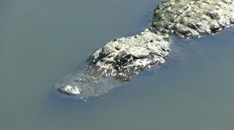 Head of alligator - closes eye Stock Footage 12375571