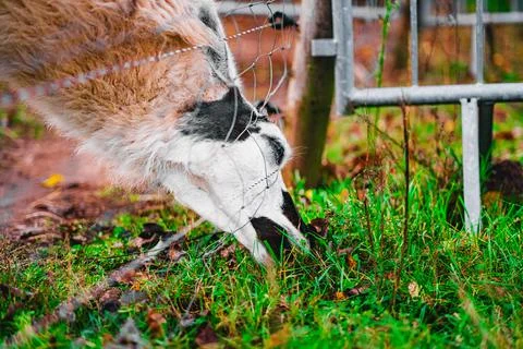 Head of an Alpaca Eats Grass Close Up Viewed From Floor Level Stock Photos