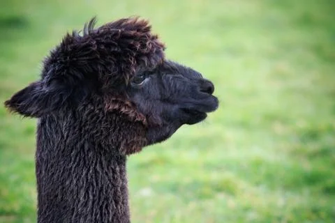 Head of alpaca Stock-Fotos