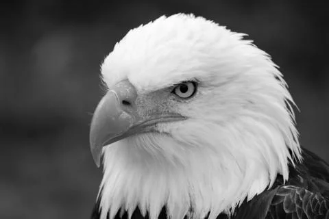 Head of an American Bald Eagle Stock Photos