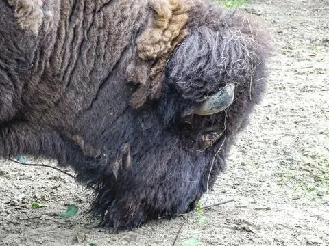 The head of an American bison Fotos Stock