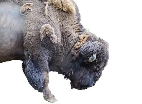 The head of an American bison 스톡 사진