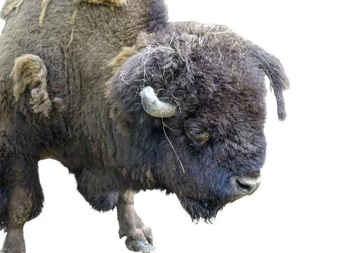 The head of an American bison Фото