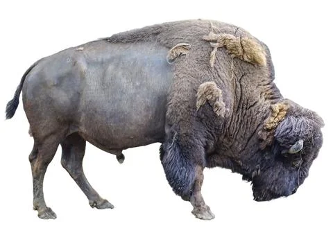 The head of an American bison Fotos Stock