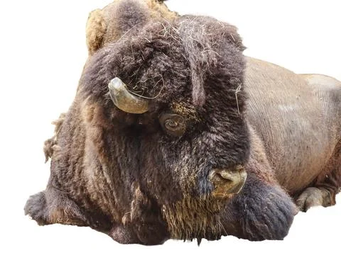 The head of an American bison Stock Photos