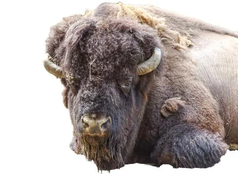 The head of an American bison Foto stock