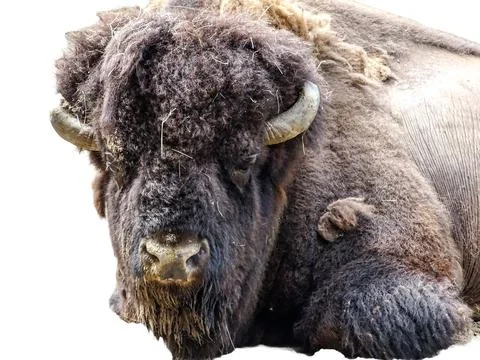 The head of an American bison Stock Photos