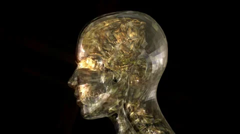 Head anatomy animation Stock Footage 29530609