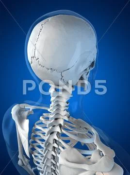 Head anatomy, artwork Stock Illustration