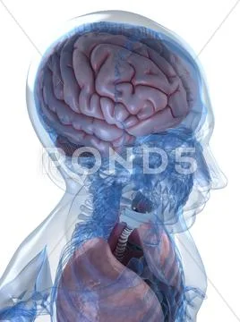 Head anatomy, artwork Stock Illustration