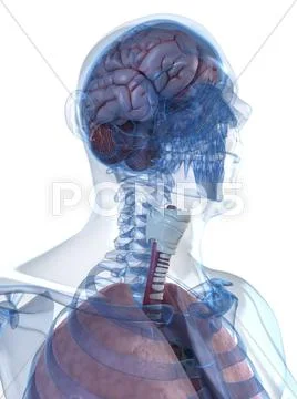 Head anatomy, artwork Stock Illustration