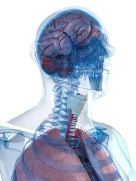 Head anatomy, artwork Stock Illustration