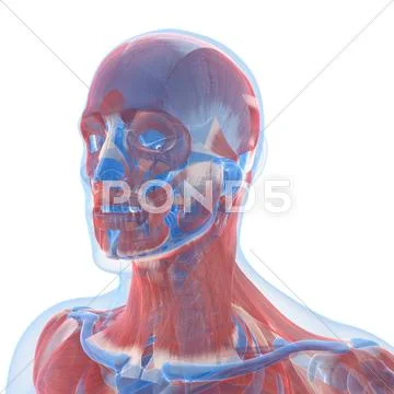Head anatomy, artwork Stock Illustration