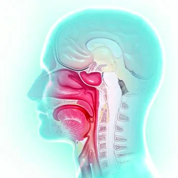 Head anatomy; artwork Stock Illustration