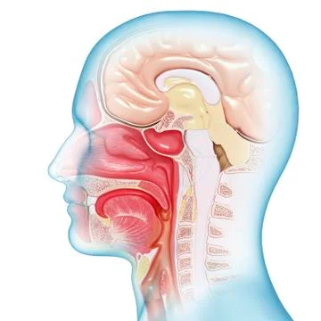 Head anatomy; artwork Stock Illustration
