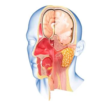 Head anatomy; artwork Stock Illustration