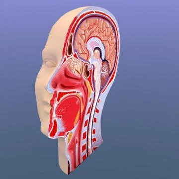 Head Anatomy Cut 3D Model