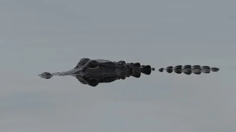 The head and back of a small american alligator submerged at the everglades Stock Footage 201808427