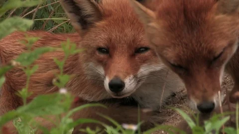 Head and body of a lying red fox male, vixen is coming, closeup - wildlife Stock Footage 82384004