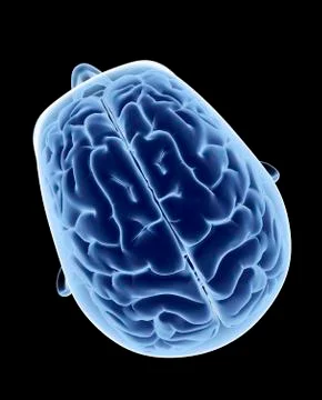 Head and brain; artwork Stock Illustration