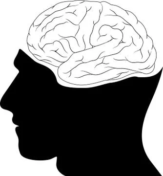 Head and Brain Stock Illustration