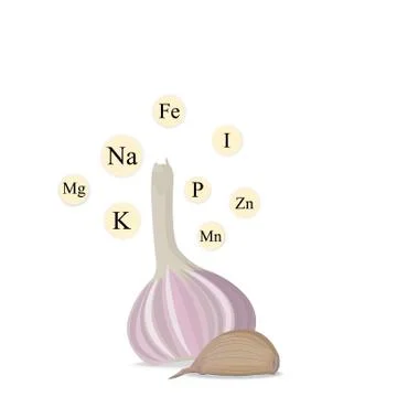 A head and a clove of garlic with vitamins. Isolated object Stock-Illustration