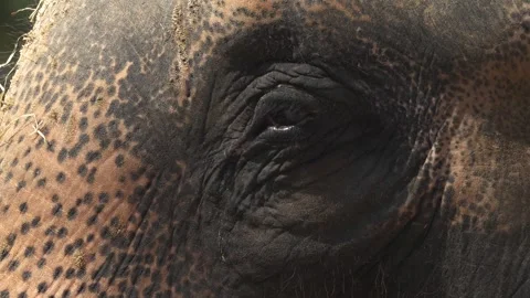 Head and eye of an elephant  Stock Footage 284249180