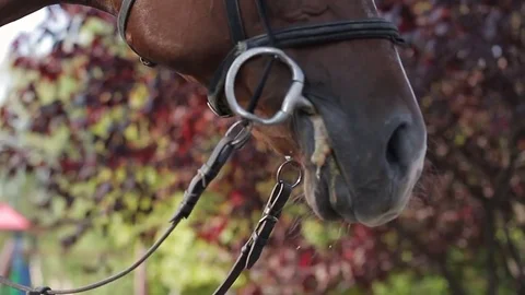 Head and eyes of an adult dark horse Stock Footage