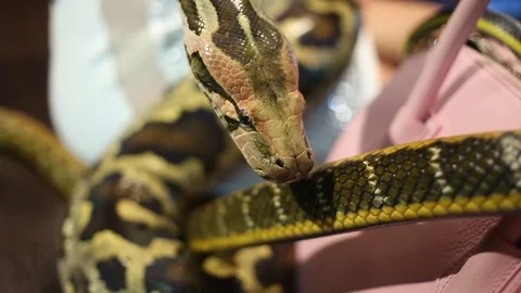 Head and moving body of green spotty snake crawling on handbag near woman Stock Footage 70628840
