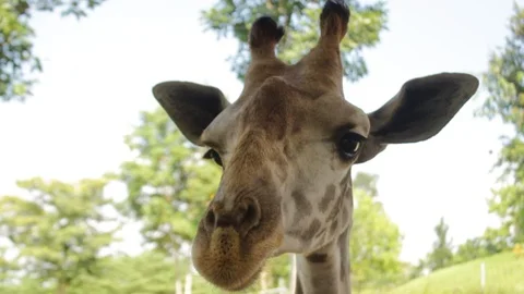 Head and neck of captive Giraffes in a sanctuary waiting to be fed by tourists Stock Footage 96993391