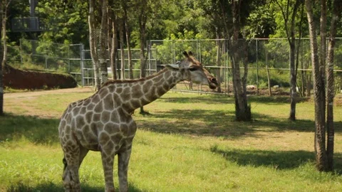 Head and neck of captive Giraffes in a sanctuary waiting to be fed by tourists Stock Footage 96993483