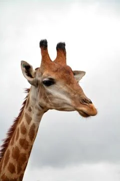Head and neck of a giraffe on cloudy sky background Stock Photos