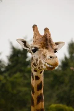 Head and neck of a giraffe Stock Photos