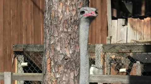 Head and neck of an ostrich Stock Footage 295267406
